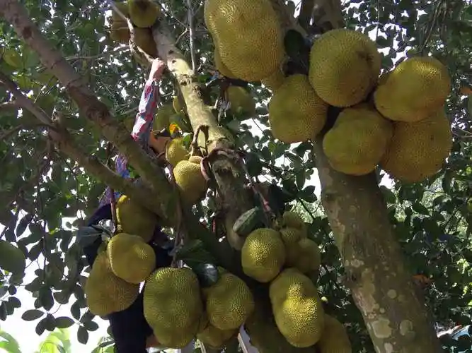 不适宜 菠萝树即菠萝蜜树,所结的果实即菠萝蜜,俗