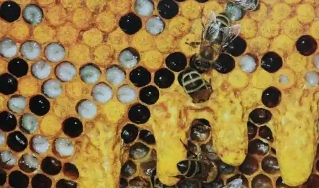 失王蜂群工蜂迟迟没有产卵对蜂王高度忠诚工蜂产卵也有条件