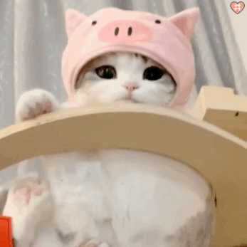 小泡芙表情包动图猪猪泡芙也太可爱了!萌化了