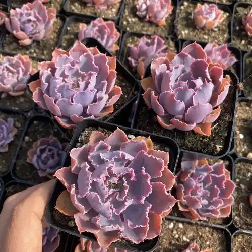 晚霞之舞室内办公桌面多肉带盆植物绿植花卉组合盆栽新手室内