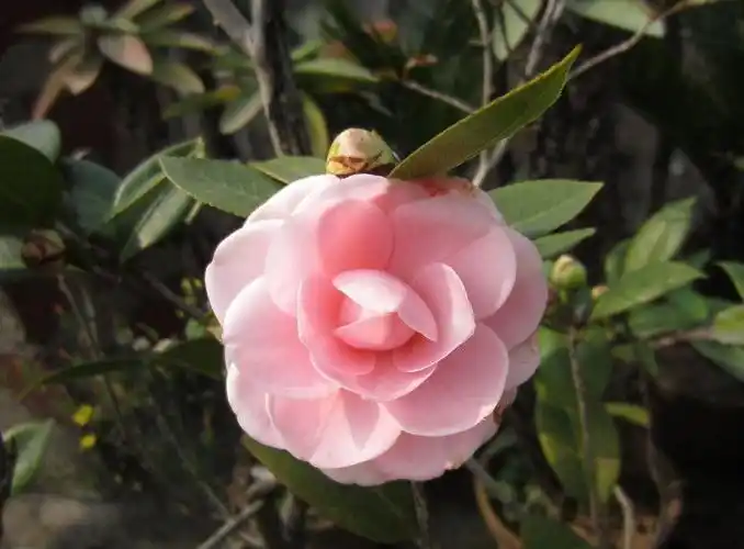 "gncofqnf4z">"椿花"是 a target="_blank" href="/item/日本/111617"