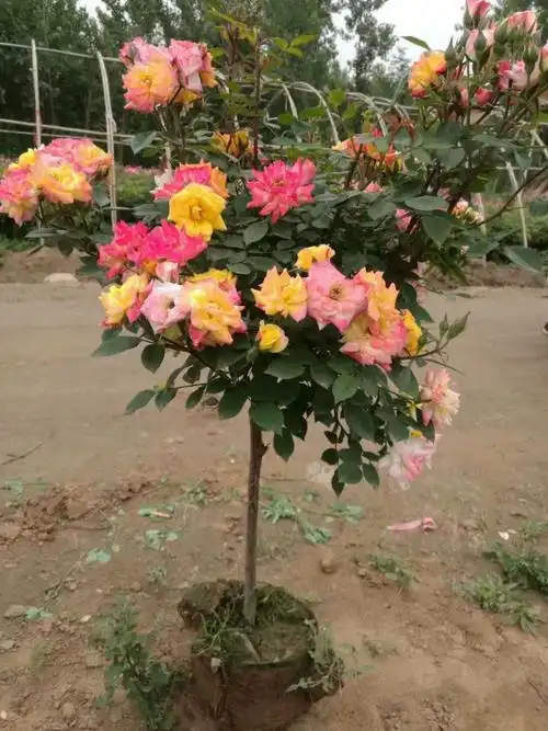 手把手教您嫁接小高杆月季树 一学就会!