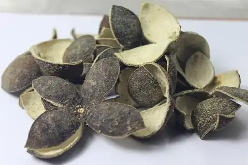 《中药知识》理气药之青皮