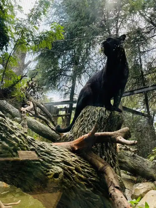 你养什么啊黑熊