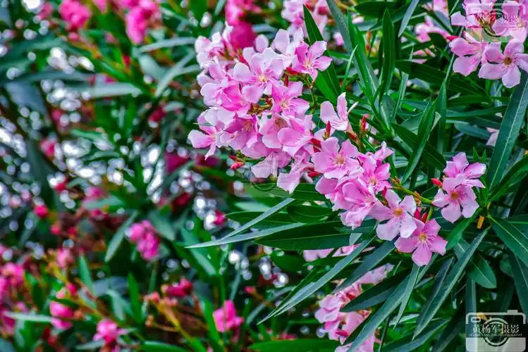 夹竹桃盛开的清新美