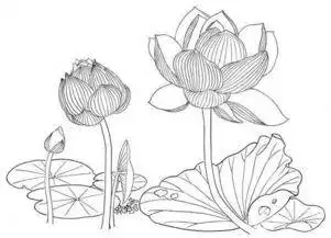 白描荷花荷叶 - 搜狗图片搜索