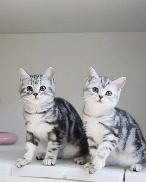 美短猫舍推荐美短起司美短虎斑|广州猫舍.90叮咚!今日心动嘉 - 抖音