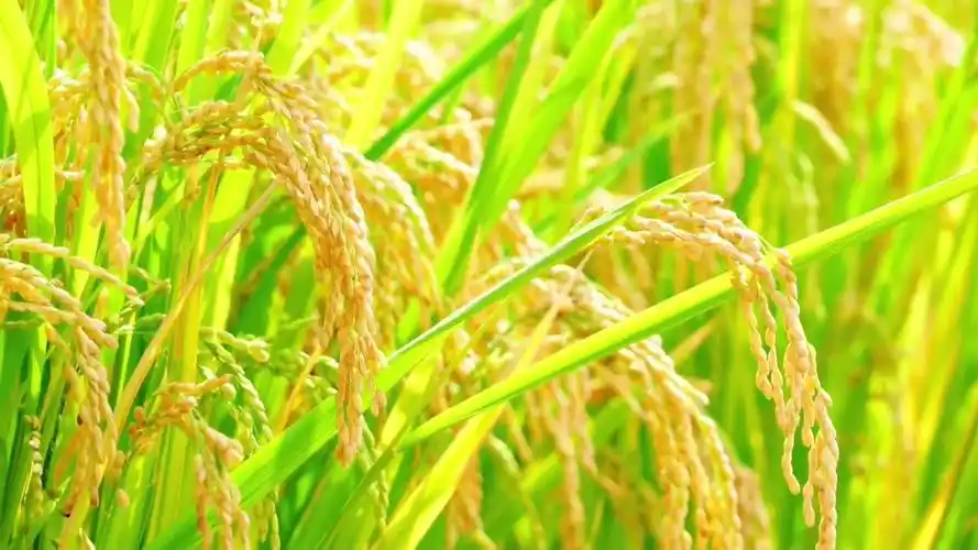 云南永仁:稻穗弯腰 一地金黄