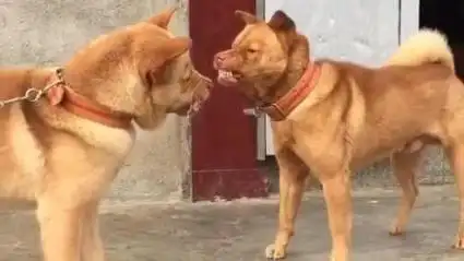 两土狗天天打架 只见流口水不见真打 这土狗绝对不纯