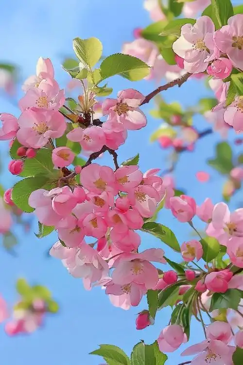 壁纸 花 桌面 690_1035 竖版 竖屏 手机