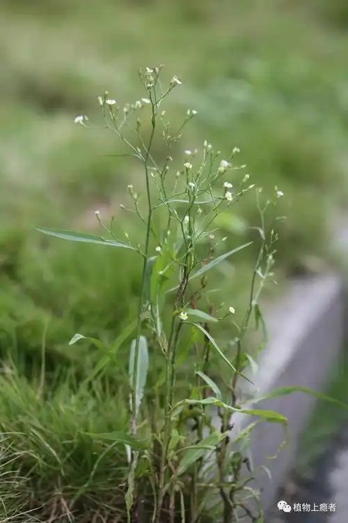 钻叶紫菀你的眼里有星星在闪耀