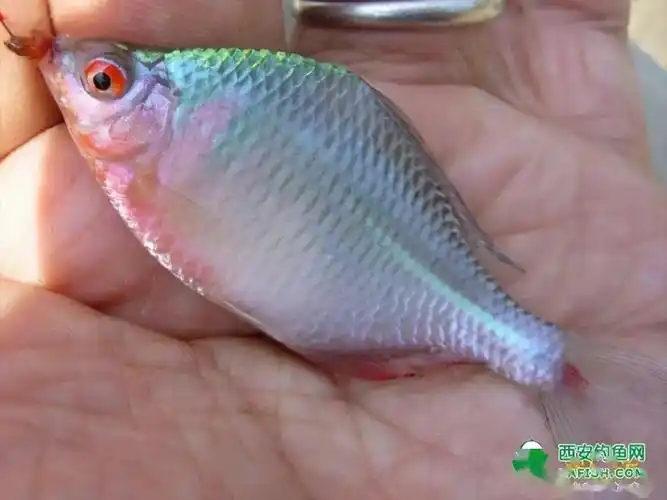 帮大家认鱼限于陕西水域