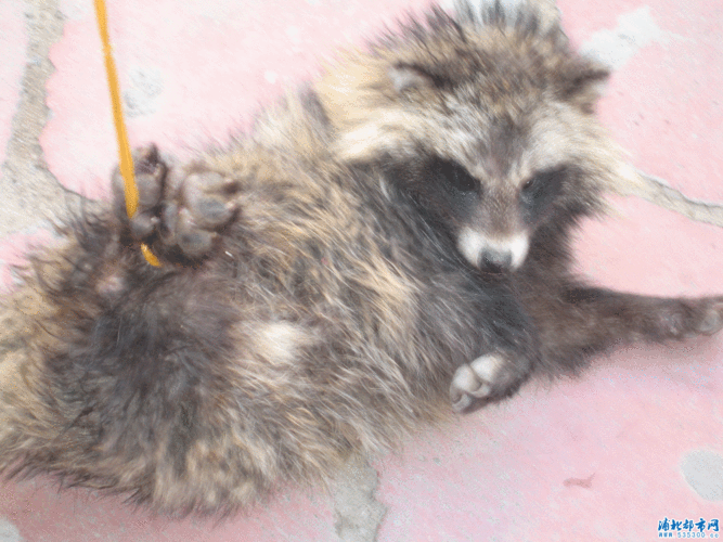 浦北街上惊现国家野生保护动物—狗狸(图)