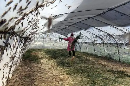 山东乐陵蚂蚱养殖助脱贫