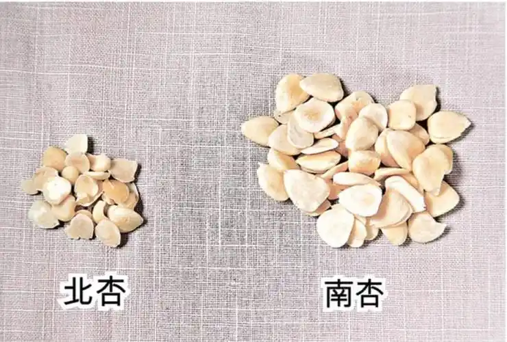 苦杏仁的功效与作用及禁忌杏仁霜的功效与作用及禁忌