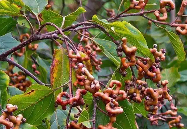鸡拐子,也叫拐枣.