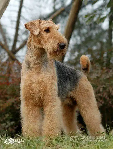 李虹梗犬专卖的万能梗