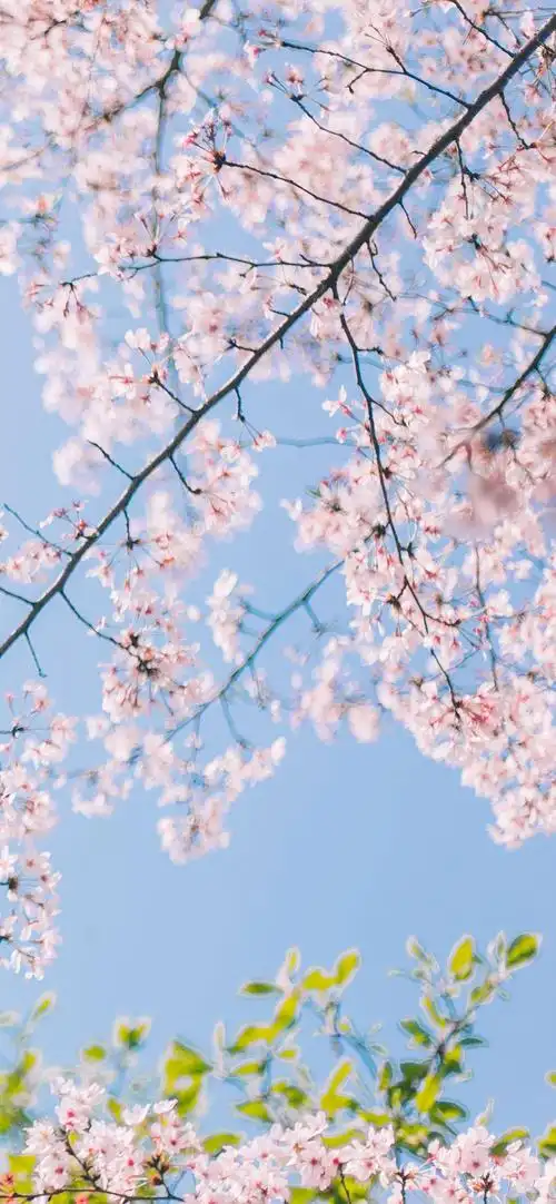 小清新唯美樱花高清手机壁纸