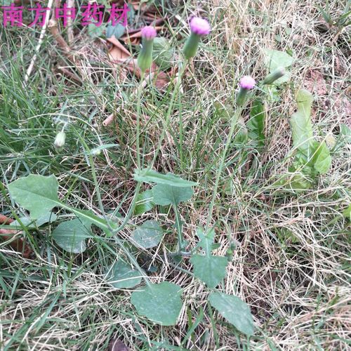 一点红中草药叶下红野生中药材羊蹄草新鲜晒干红叶草红背叶草500g