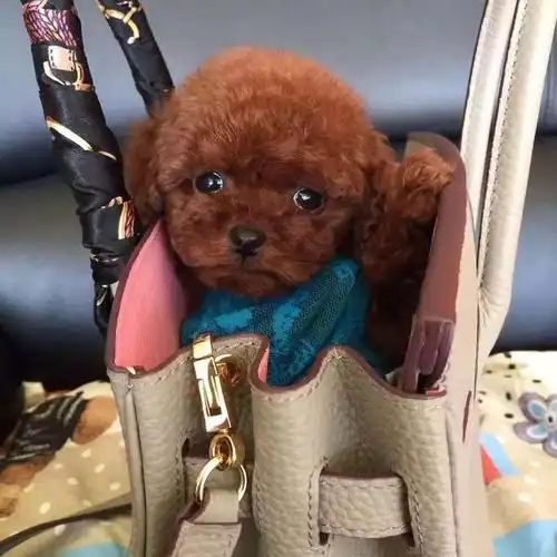 茶杯狗照片,为什么曾经风靡一时的茶杯犬(茶杯犬长什么样子图片)