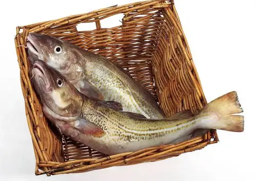 中国草莓产业网 草莓供应 冷冻野生鳕鱼 新鲜深海海鲜雪鱼 简加工水