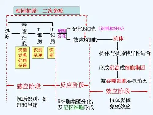 体液免疫与细胞免疫中图版课件