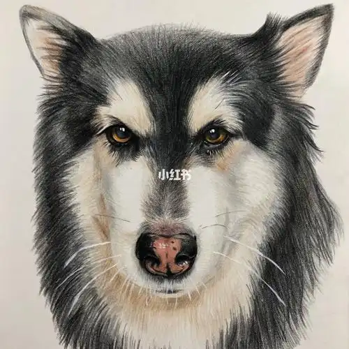 彩铅邻居家的阿拉斯加