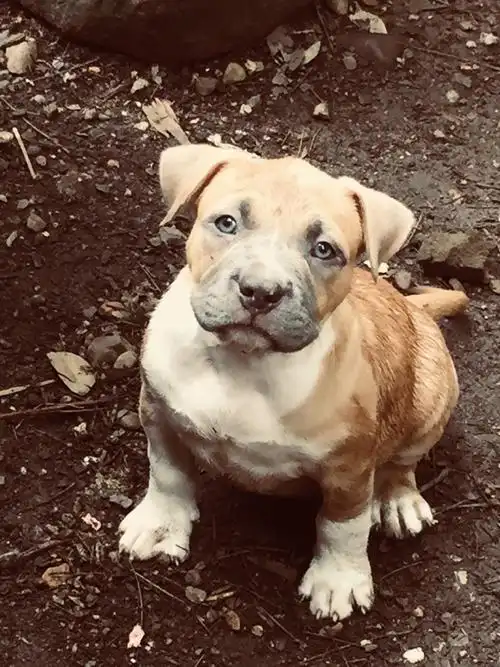 诚心求购黄狗黑嘴,公,2.3个月