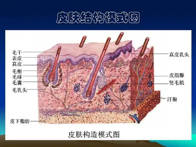 皮肤构造ppt