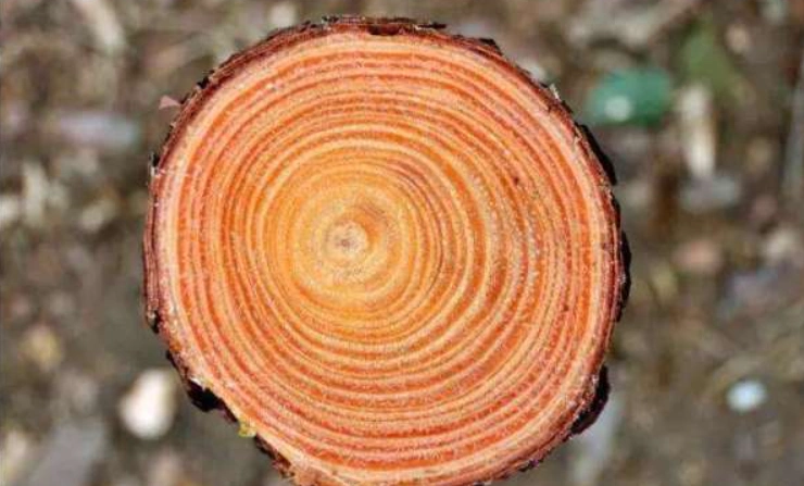 树木年轮密集的是哪个方向?