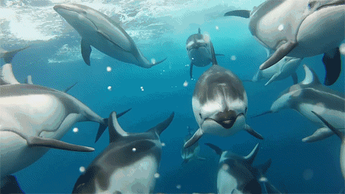 500_281gif 动态图 动图