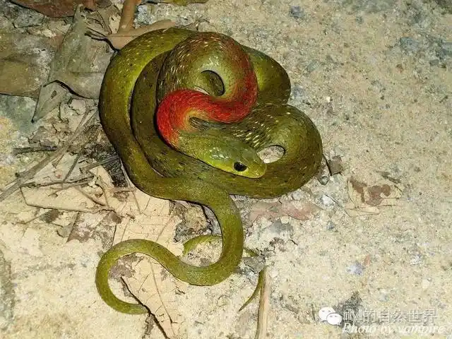 红脖颈槽蛇(野鸡脖子)