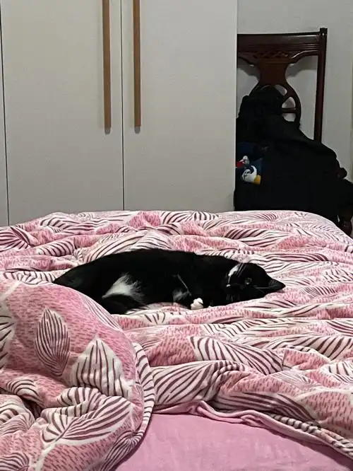 谁能拒绝一只在床上乖乖躺着等你的小猫咪呢