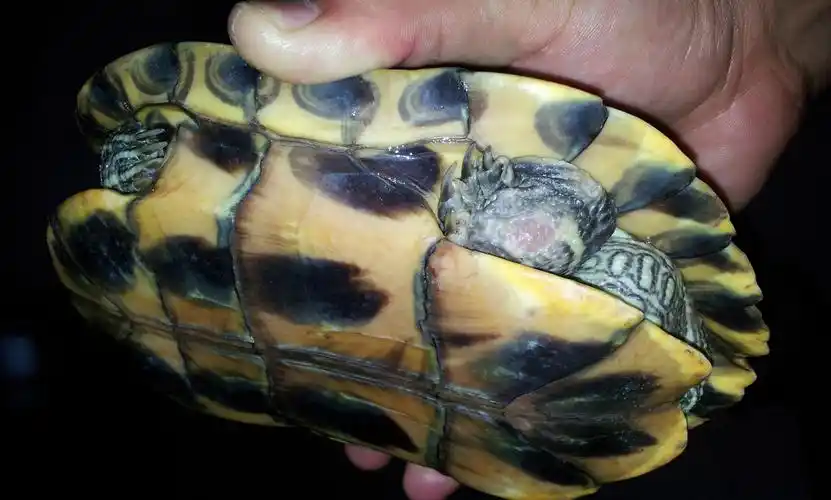 我家的巴西龟的四肢都有貌似脱皮的现象,正常吗?还是生病了,如图