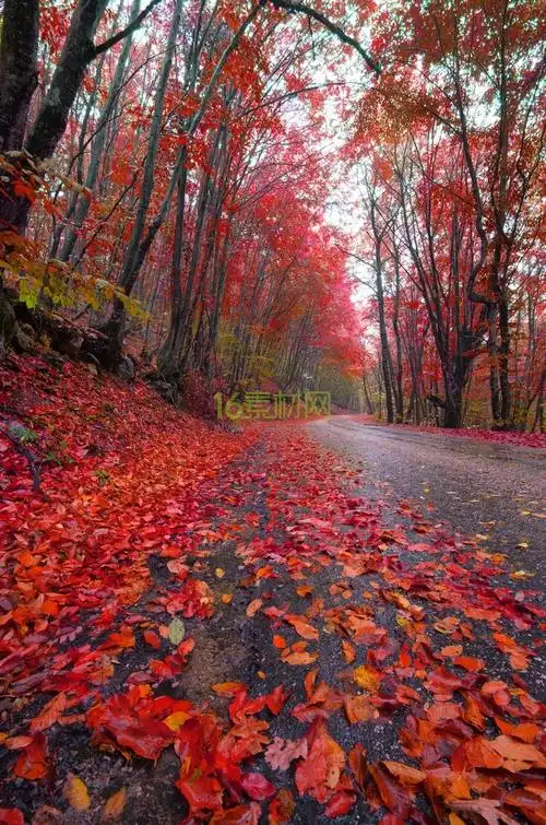 唯美秋天旳枫叶风景高清图片