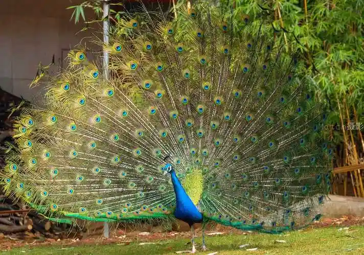 和记者61图说德宏勐巴娜西的孔雀