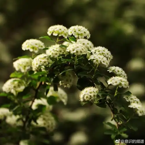 绣线菊|花语|斗志|绣线菊_新浪新闻
