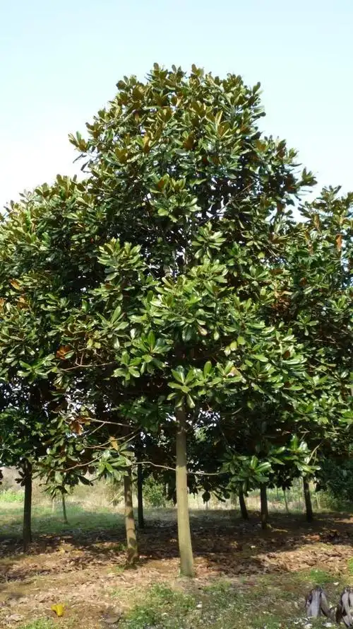 桂南木莲学名manglietia chingii dandy常绿乔木,高可达20米,树皮灰色