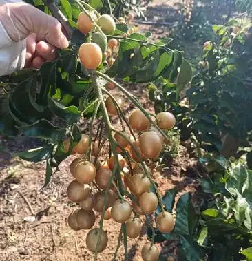 黑黄皮果,果大清甜,自家种植,一手货源.