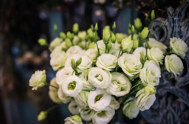 洋桔梗的花语和寓意