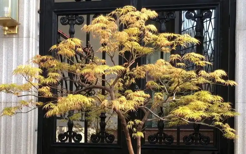 枫树品种推荐 . 青枝垂 (一树成景羽毛枫)