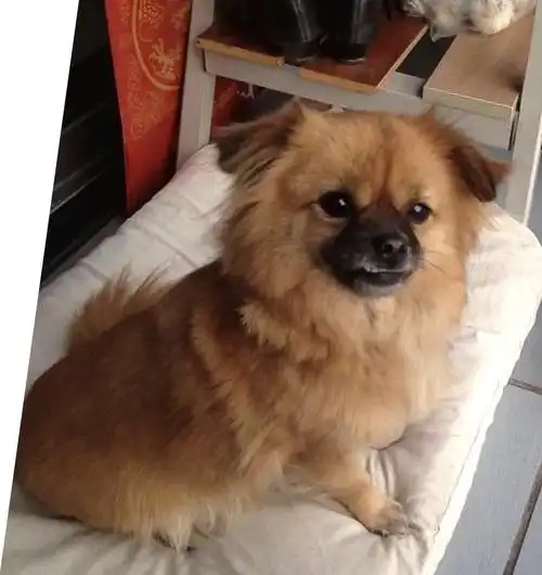 博美串串,在南平海棠晓月走失,求找回 - 重庆寻狗网