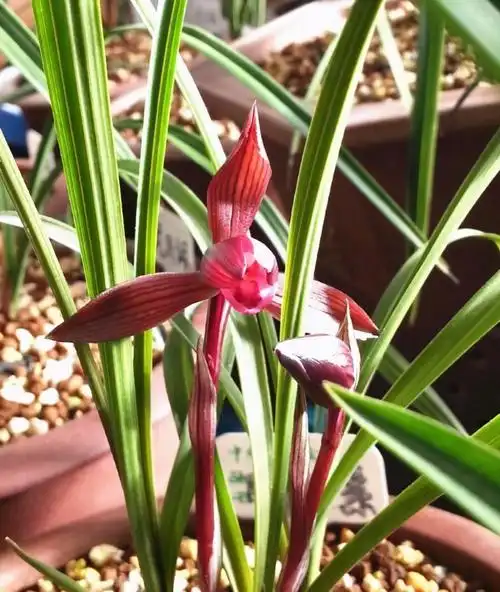 它是云南兰花的瑰宝顶级红素兰香浓烈好看又好养