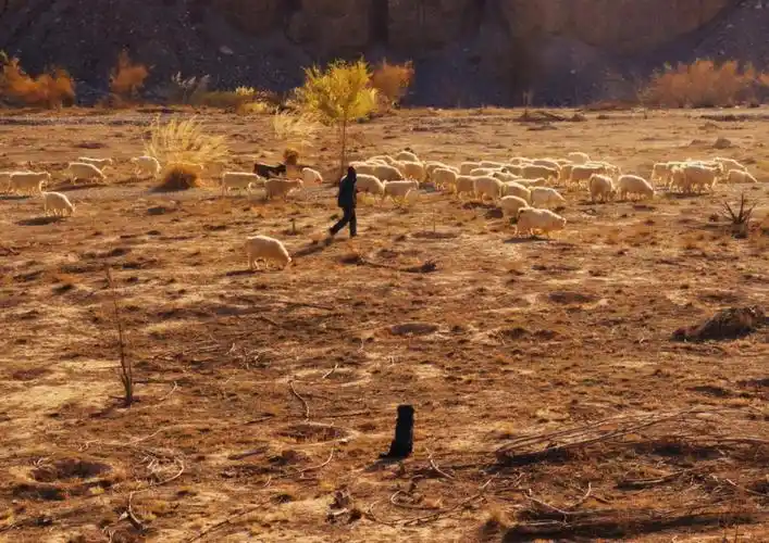 想去可可托海当一个牧羊人