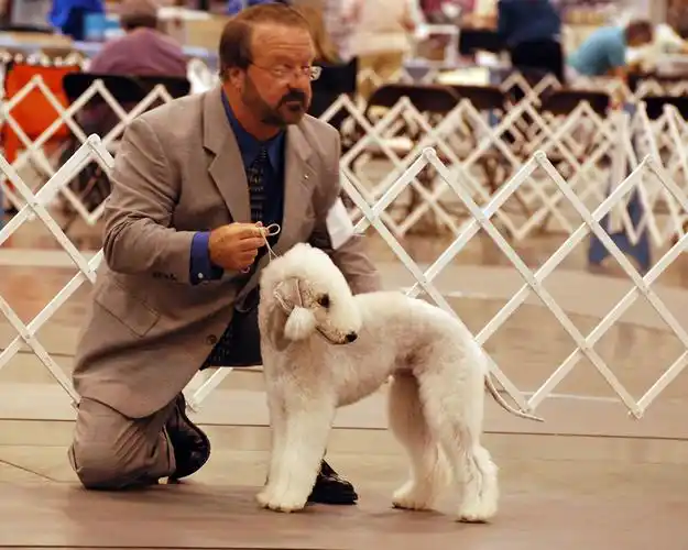 犬,男性,贝灵顿梗,白色,动物壁纸,照片,下载