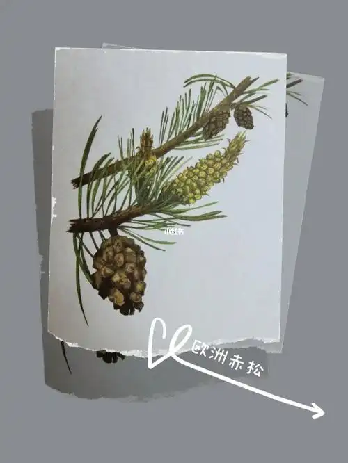 精油小传(1)欧洲赤松