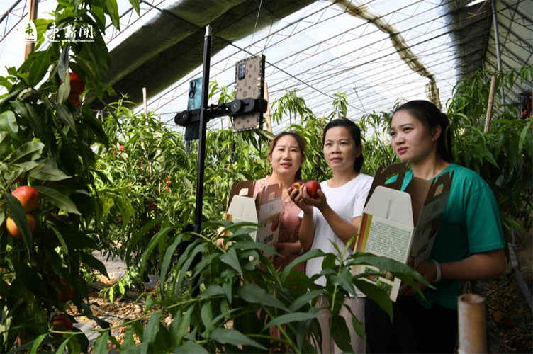 村干部直播助农增收