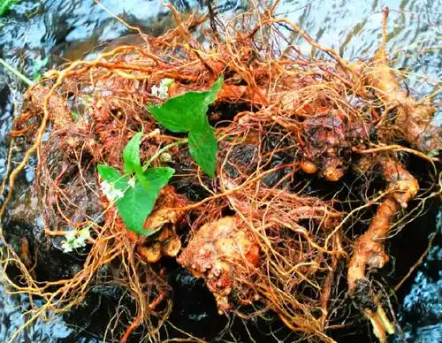 它叫金荞麦,农民常用来喂猪,还挖根茎泡酒,殊不知也是二级国宝_手机搜