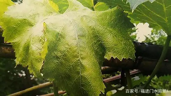 葡萄缺锌表现图片