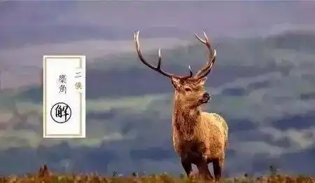 二候麋角解